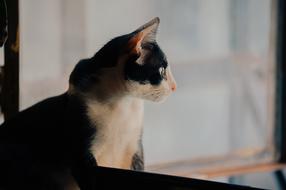 concentrated cat