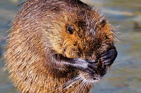 Nutria Rodent Water Rat Species Of