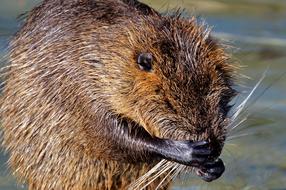 funny beaver gnawing on a branch
