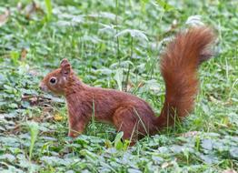 Squirrel Animal Nature