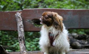 Bench Dog Pet