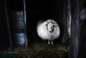 Mammal Sheep White