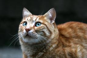 Animal Cute Cat