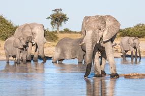 African Elephants Drinking