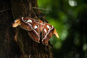 Butterfly Tropics Insect