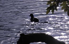Bird in Water at sun Backlighting