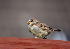 Sparrow Bird Nature