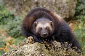 eurasian cute bear marten