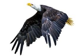 Animal Bird Adler