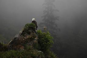 Eagle Bald Perched