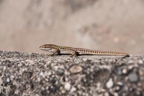 small wild lizard on a rock