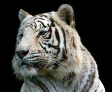 Tiger Cat Predator Big