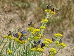 Butterfly Butterflies Modraszek