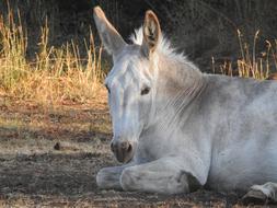 white wild donkey