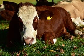 Beef Bull Nose with Ring