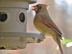 yellow Bird in Wildlife Nature
