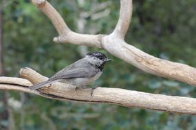 gray bird on a branch