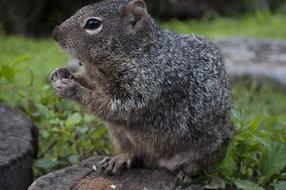 Mammal Wildlife Nature