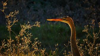 Bird Heron Golden Hour