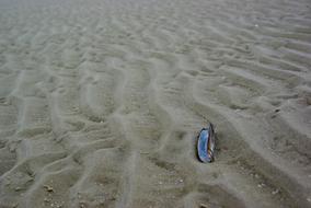 Ameland Netherlands Shell