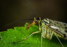 Insect Nature Animals