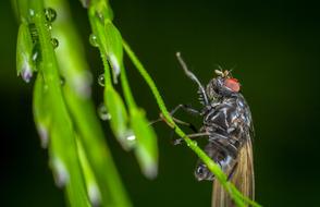 macro photo of fly Insect in Nature