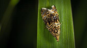 Insect Nature No One