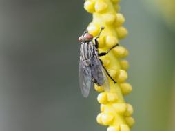 Fly Insect Macro