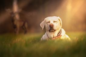 Dog Grass Meadow