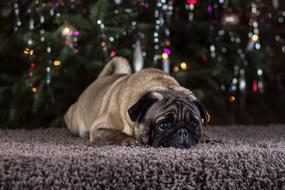 Pug Dog Animal