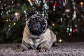 Pug Dog Portrait
