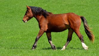 horse running through a meadow