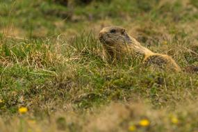Marmot Alpine Animal