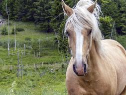 horse mammal animal equestrian