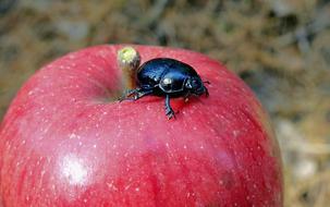 Insect Beetle Gnojowy
