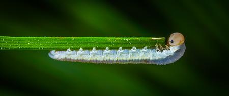 Insect Nature Larva