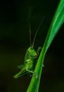 Insect Grasshopper Bespozvonochnoe