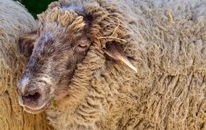 rural Sheep Wool