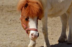 Pony Horse Cute
