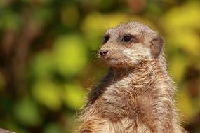 Meerkat Animal Zoo