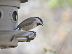 Bird Wildlife Nature