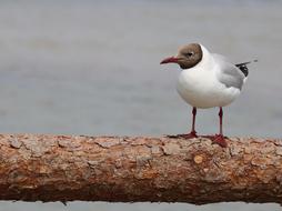 Bird Animal World Animals