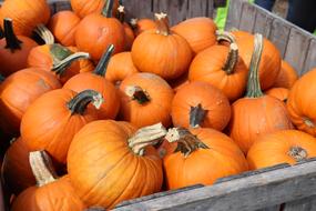 Autumn pumpkins in a wooden box
