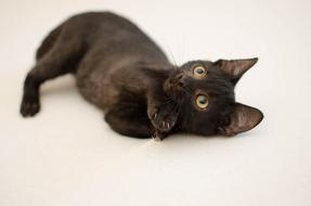 Cat Black Domestic