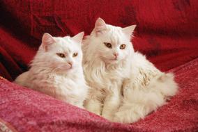 Cat Cute Animal