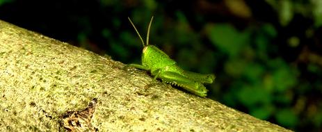 Insect Cricket Jumper