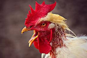 Chicken Rooster Bird