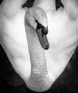 Swan Black And White Bird