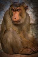 Monkey Macaque Thoughtful