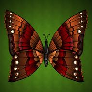 butterfly beauty colorful insect